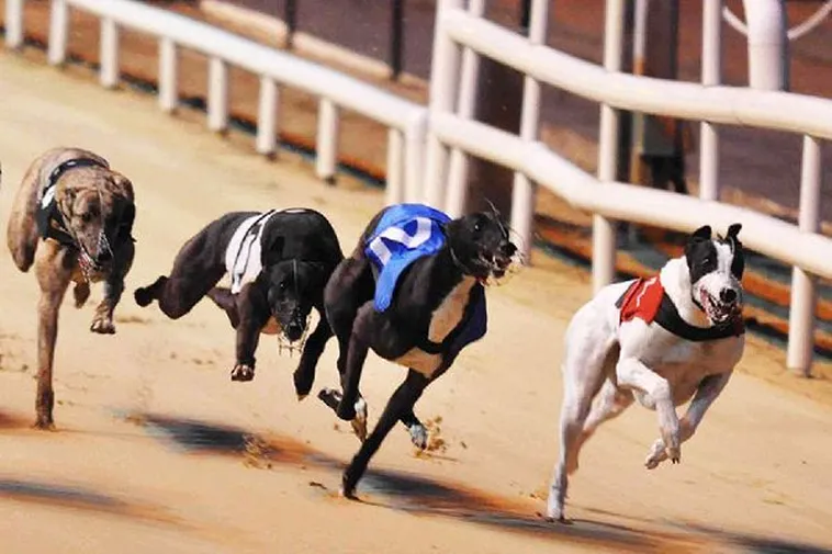 Tham Gia Đua Chó Tại 188Bet Và Thắng Thưởng Lớn Ngay 2 Tham Gia Đua Chó Tại 188Bet Và Thắng Thưởng Lớn Ngay