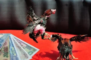 Tham Gia Đá Gà Sabong 188Bet Để Thắng Lớn Ngay Hôm Nay